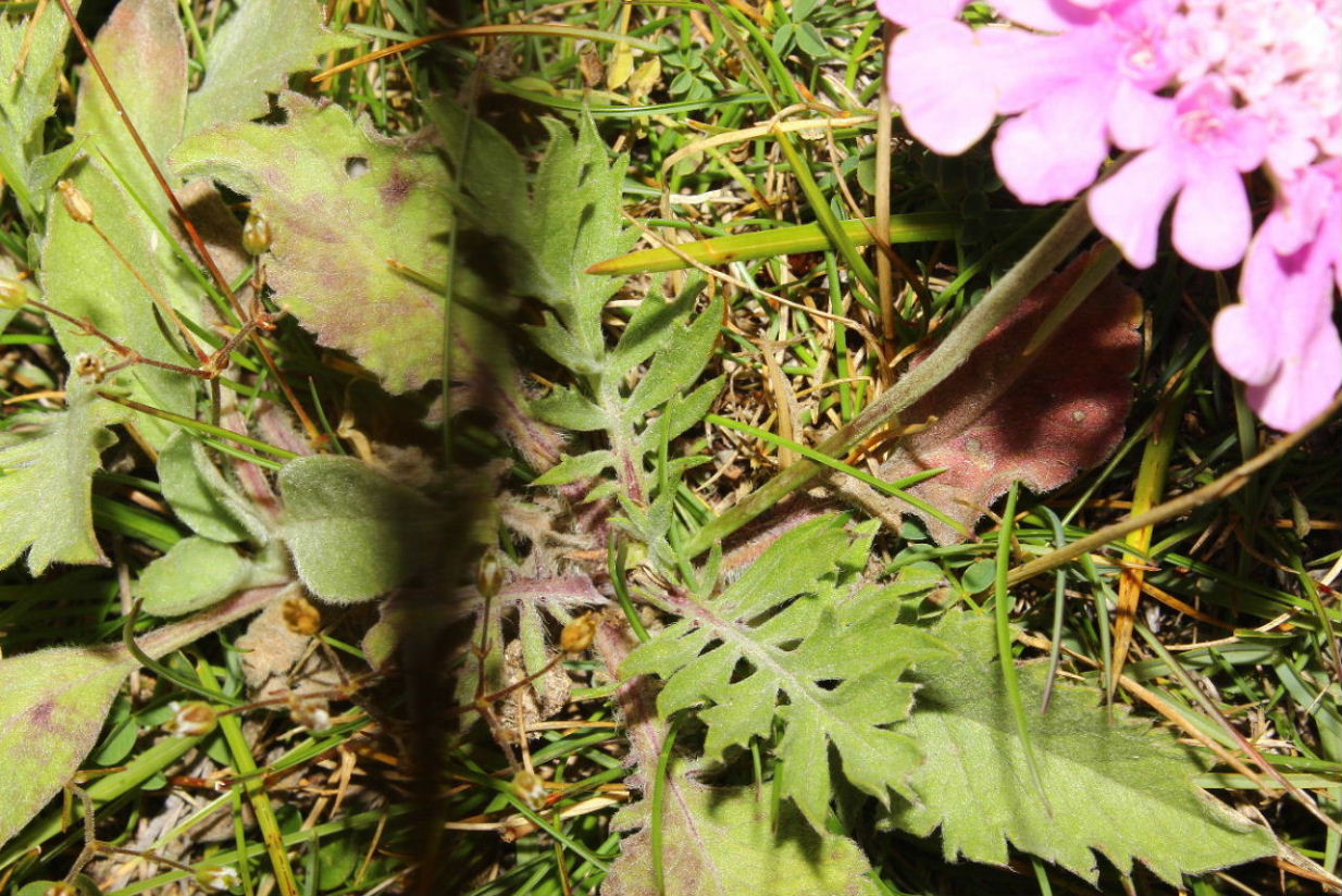 Scabiosa cfr. pyrenaica